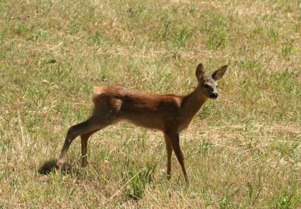 Il Capriolo